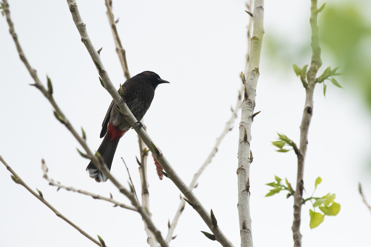 Red-vented Bulbul - ML633026511