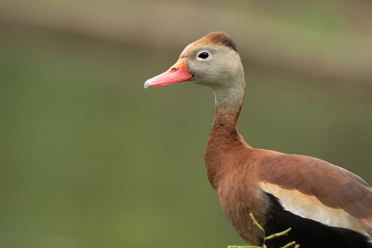 Black-bellied Whistling-Duck - ML633026561