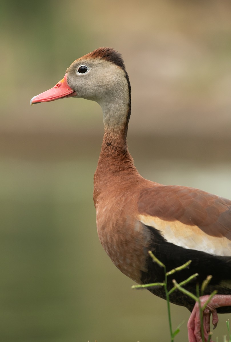 Black-bellied Whistling-Duck - ML633026562
