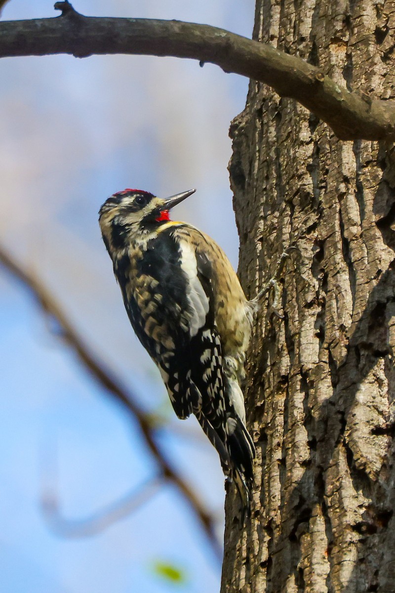Yellow-bellied Sapsucker - ML633026636