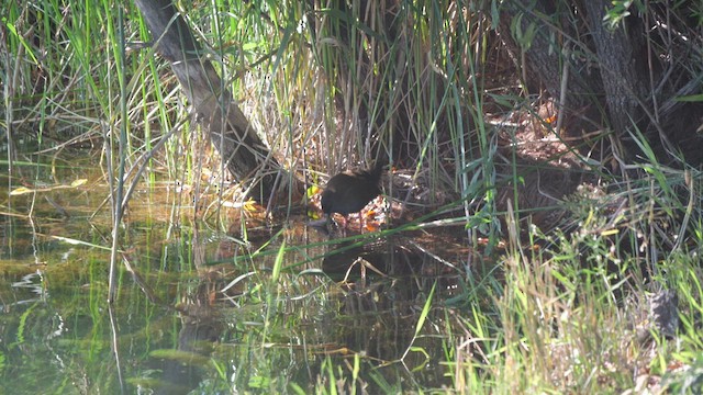 Plumbeous Rail - ML633026641