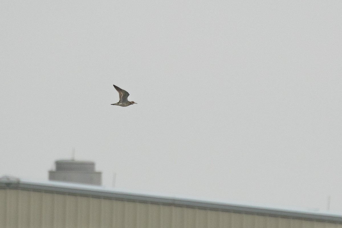 Upland Sandpiper - ML633026651