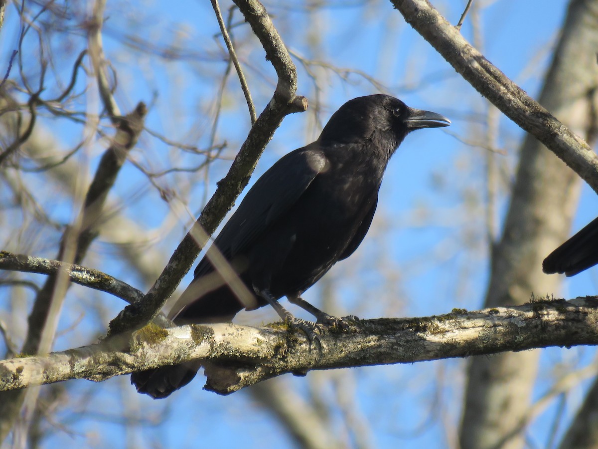 American Crow - ML633026759