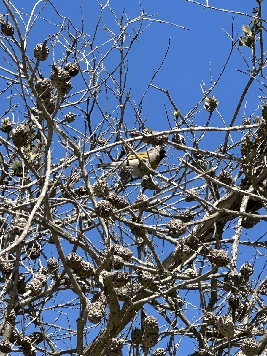 Lawrence's Goldfinch - ML633026765