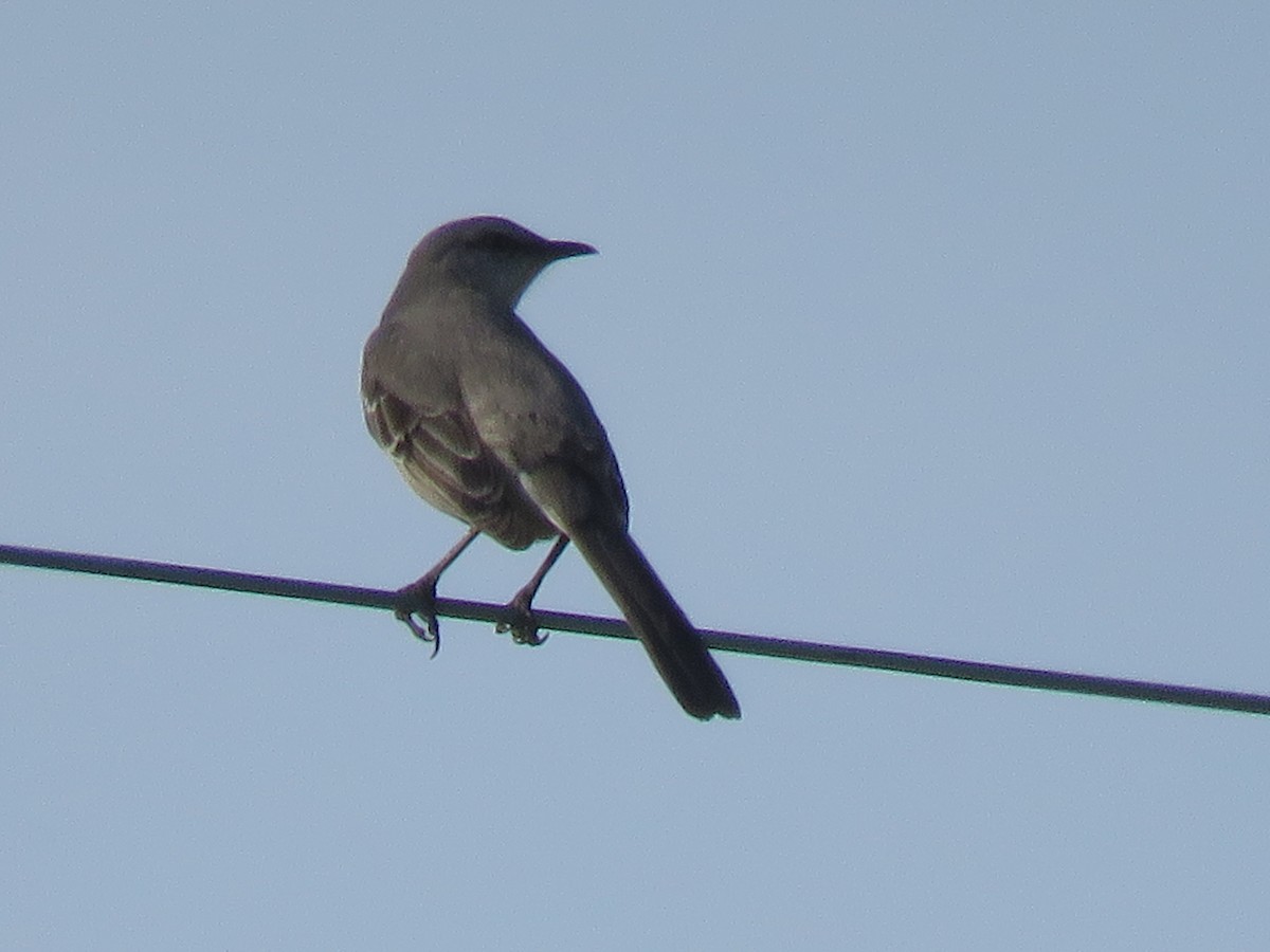 Northern Mockingbird - ML633026817