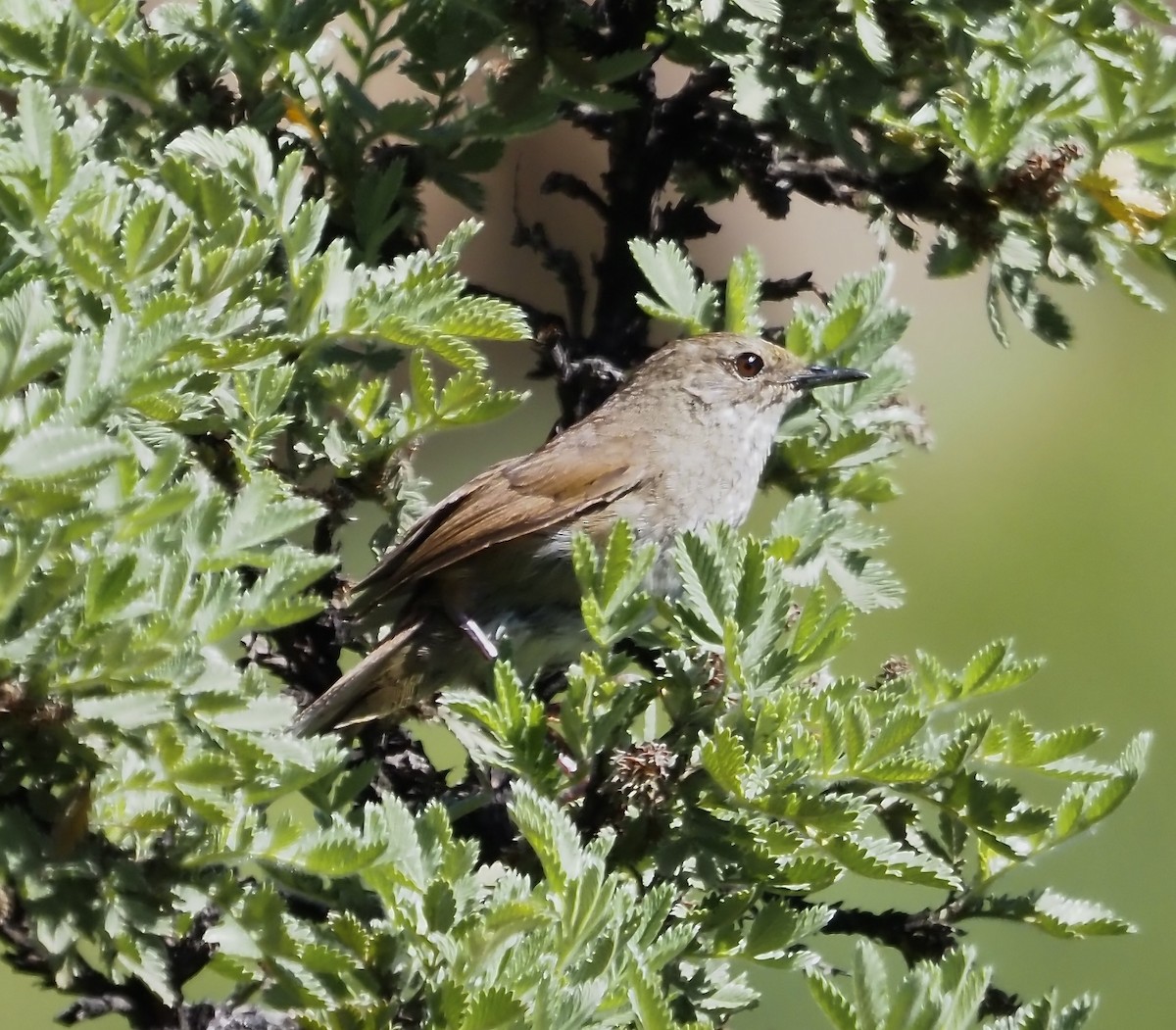 Barratt's Warbler - ML633026844