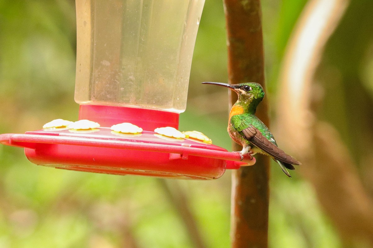 Gould's Jewelfront - Clayton Borzini 🦅