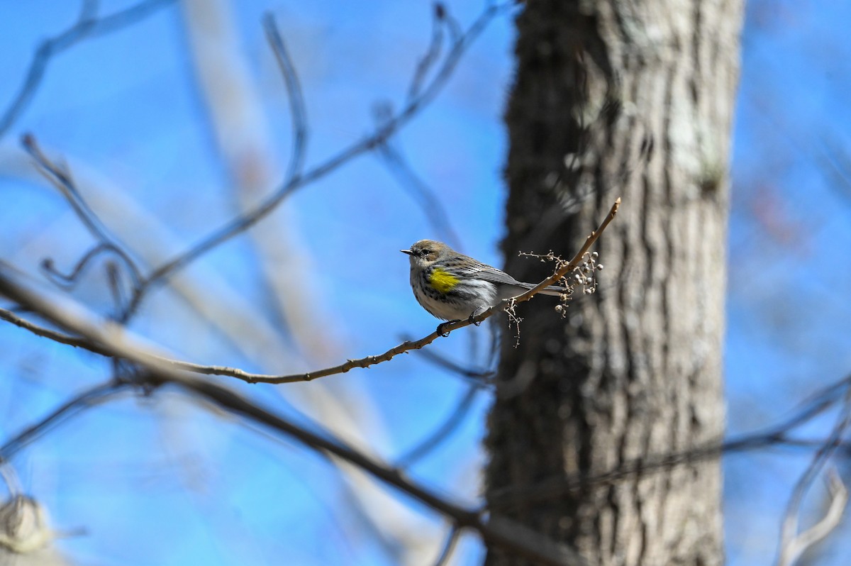 Yellow-rumped Warbler - ML633027194