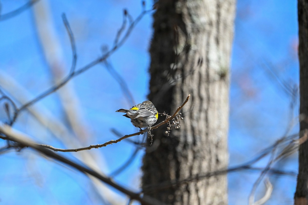 Yellow-rumped Warbler - ML633027224