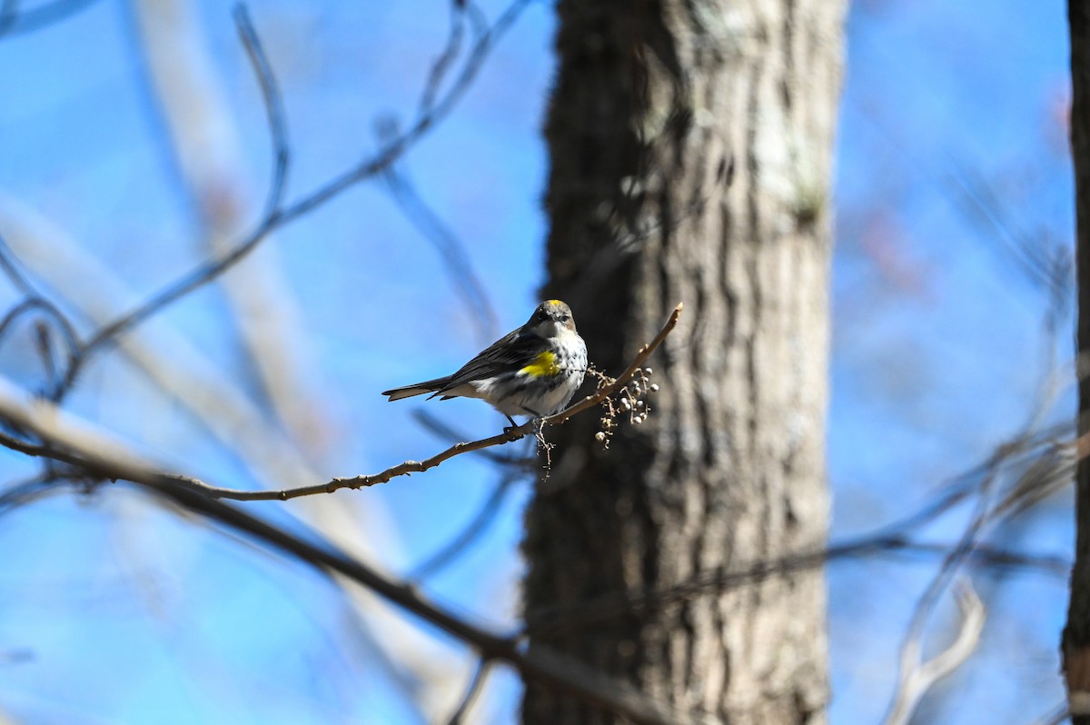Yellow-rumped Warbler - ML633027232