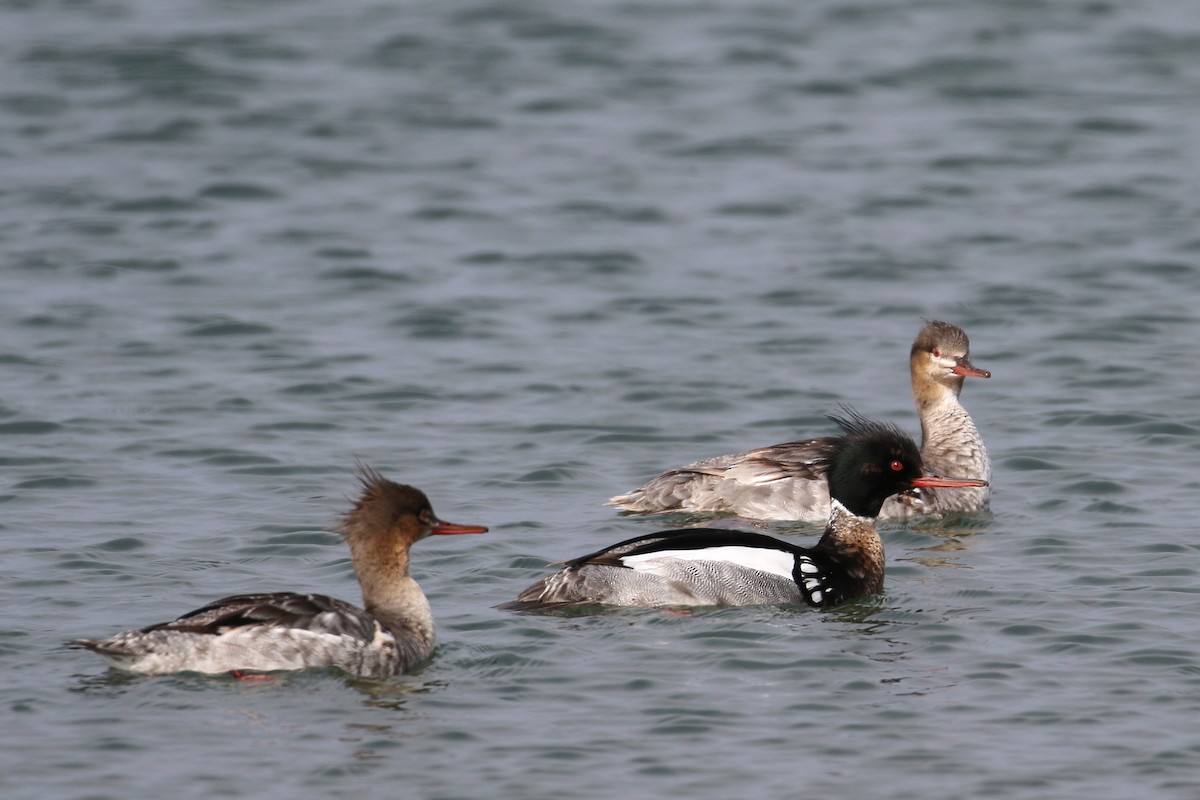 Red-breasted Merganser - ML63302731