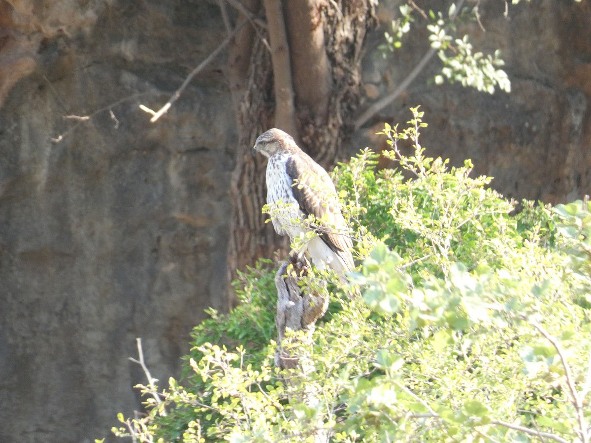 Socotra Buzzard - ML633027355