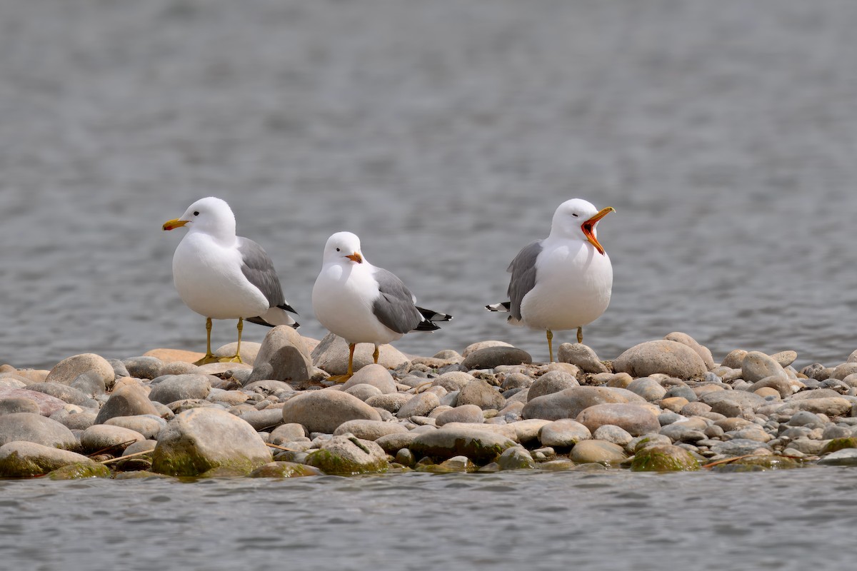 California Gull - ML633027376