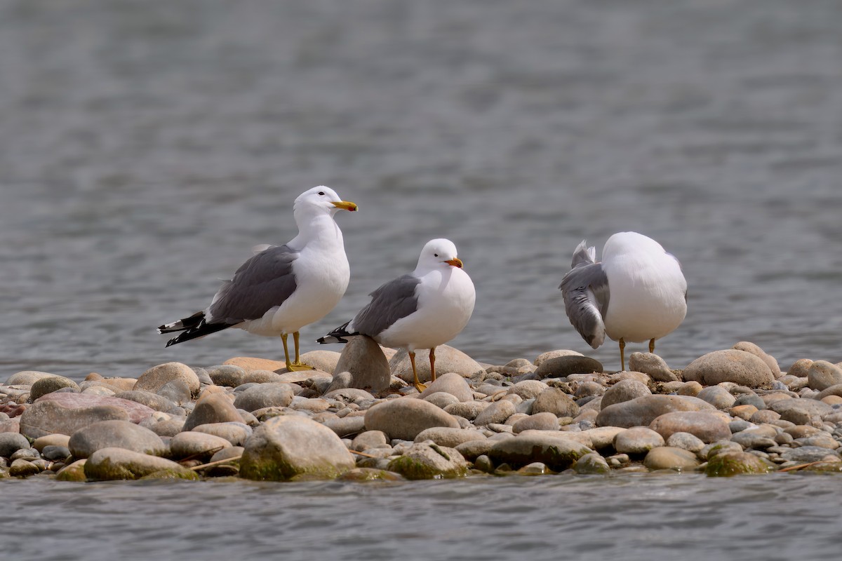 California Gull - ML633027380