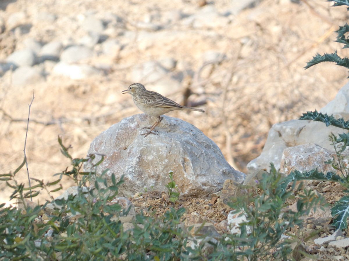 Long-billed Pipit - ML633027395