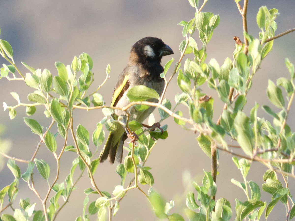 Socotra Grosbeak - ML633027454