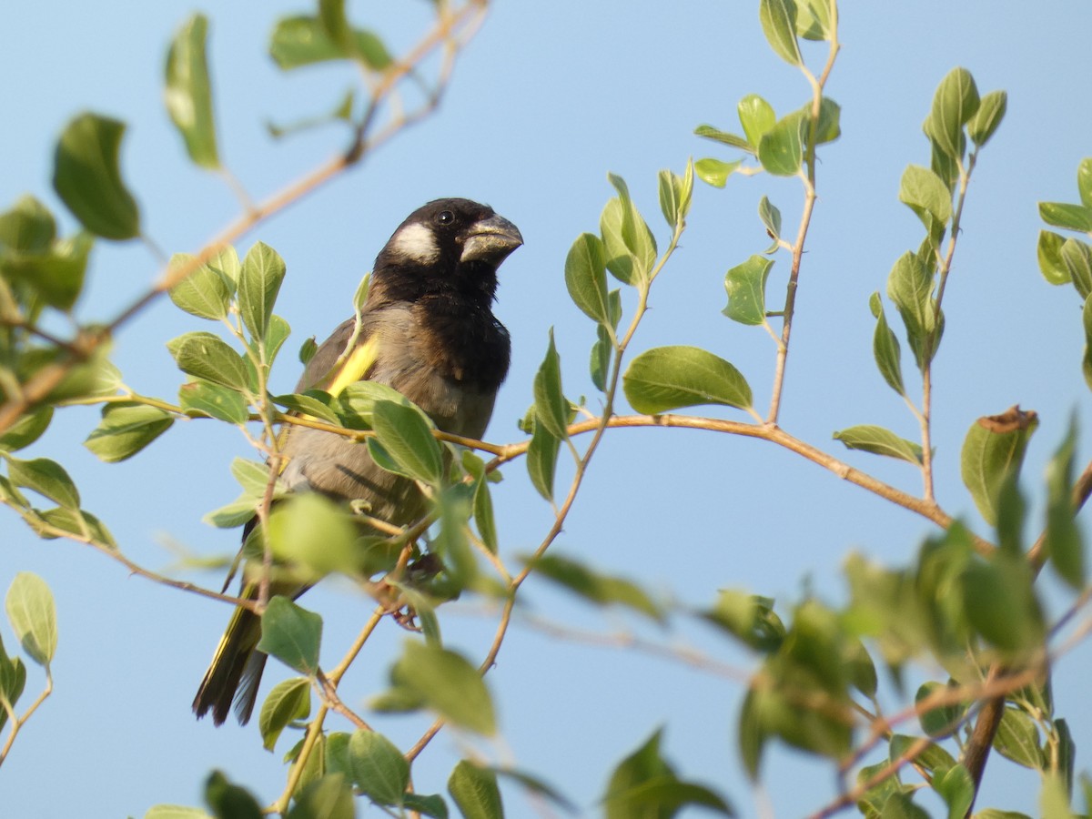 Socotra Grosbeak - ML633027455
