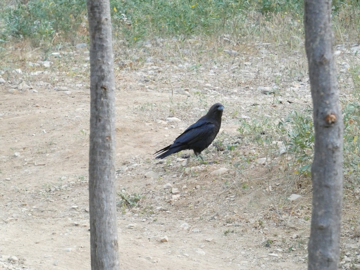 Brown-necked Raven - ML633027497