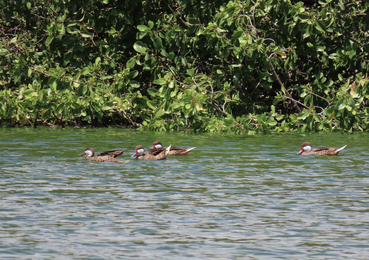 White-cheeked Pintail - ML633027530