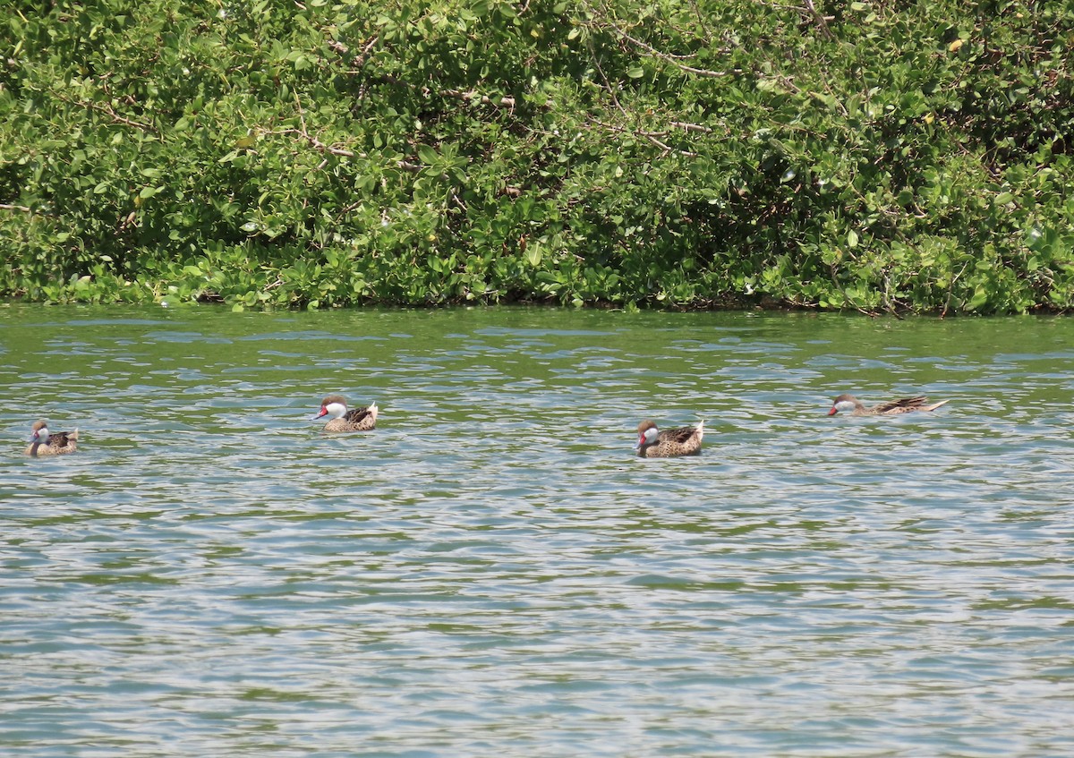 White-cheeked Pintail - ML633027531