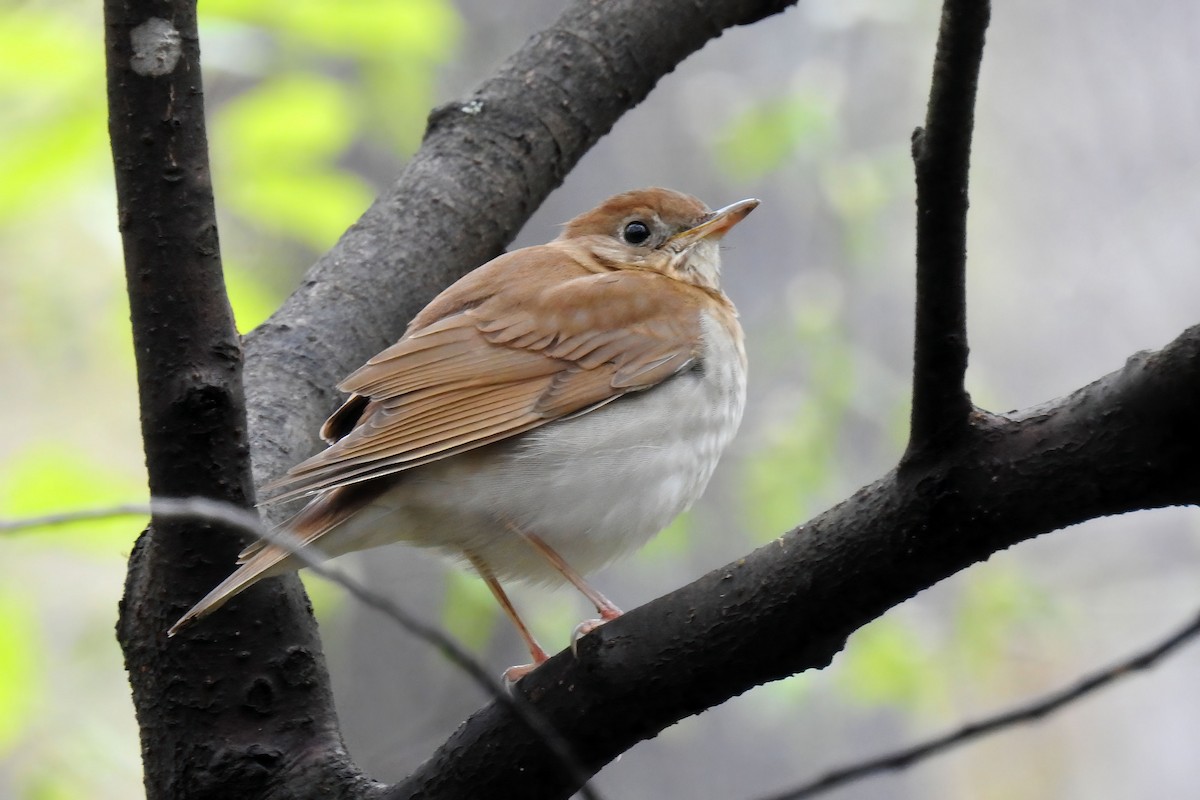 Veery - ML633027563