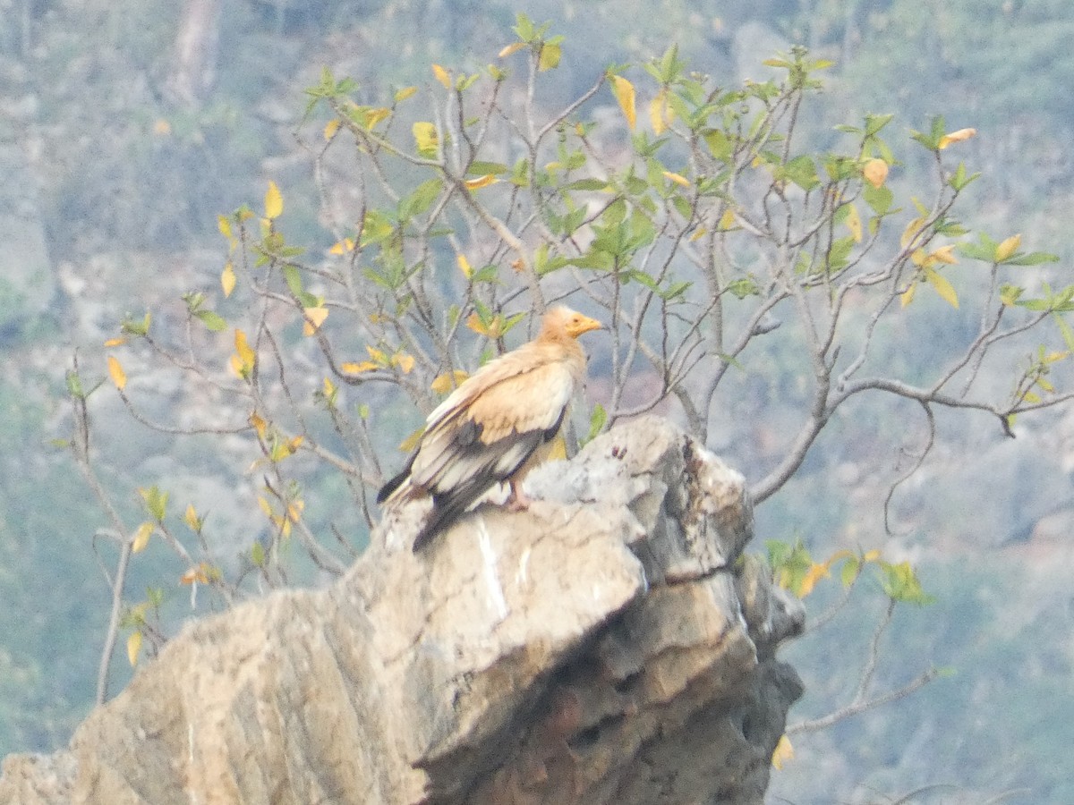 Egyptian Vulture - ML633027620