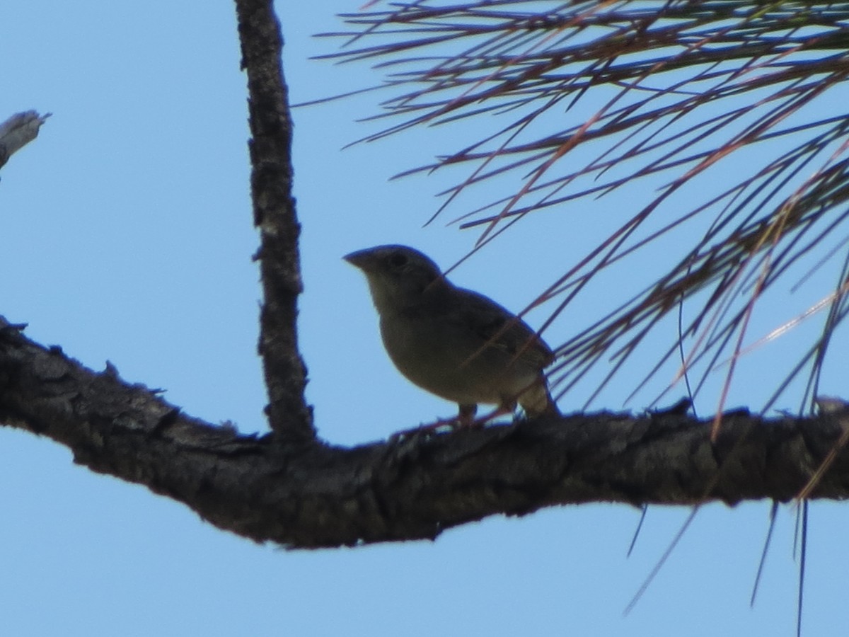 Bachman's Sparrow - ML633027726