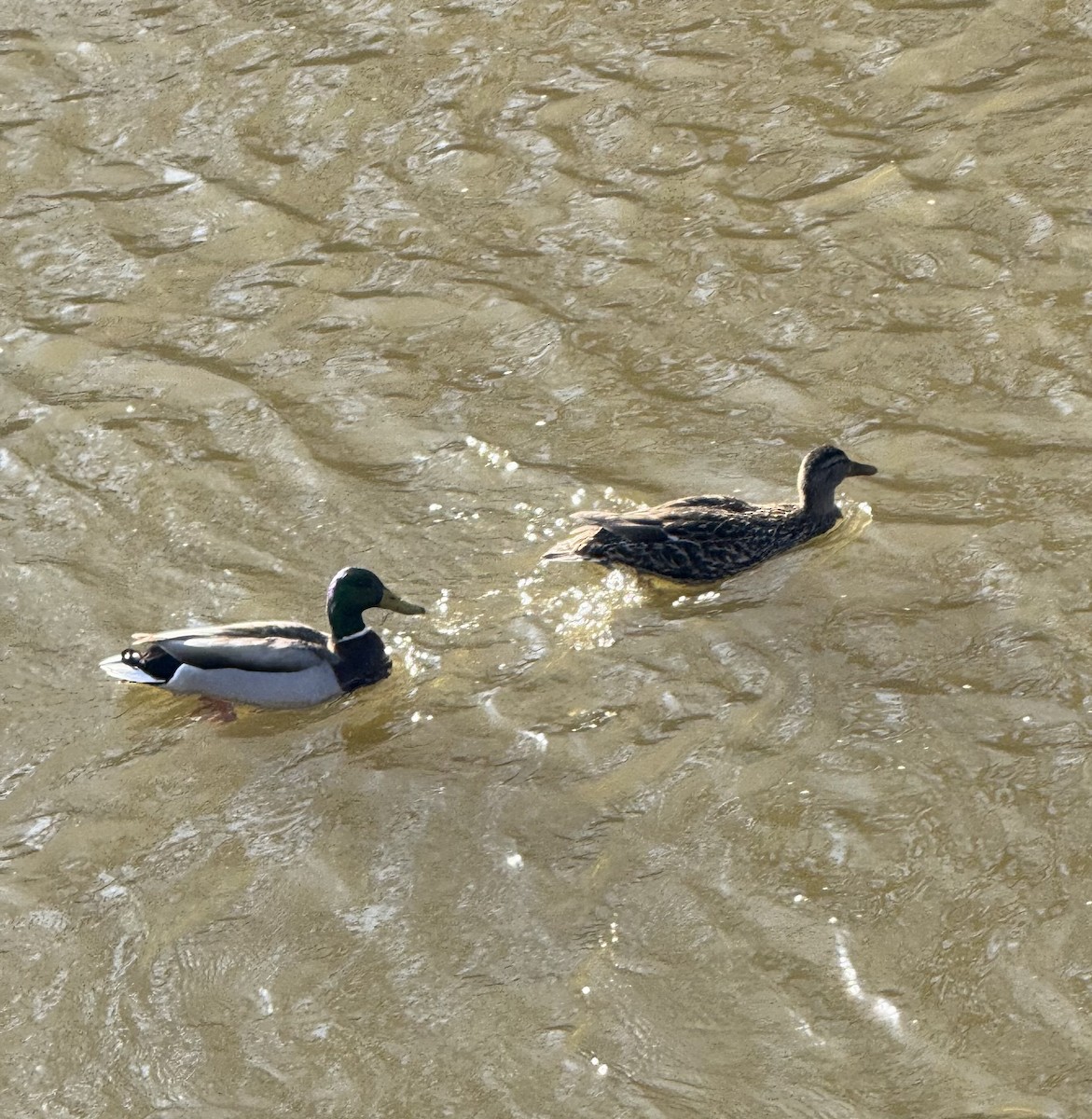 Mallard - ML633027743