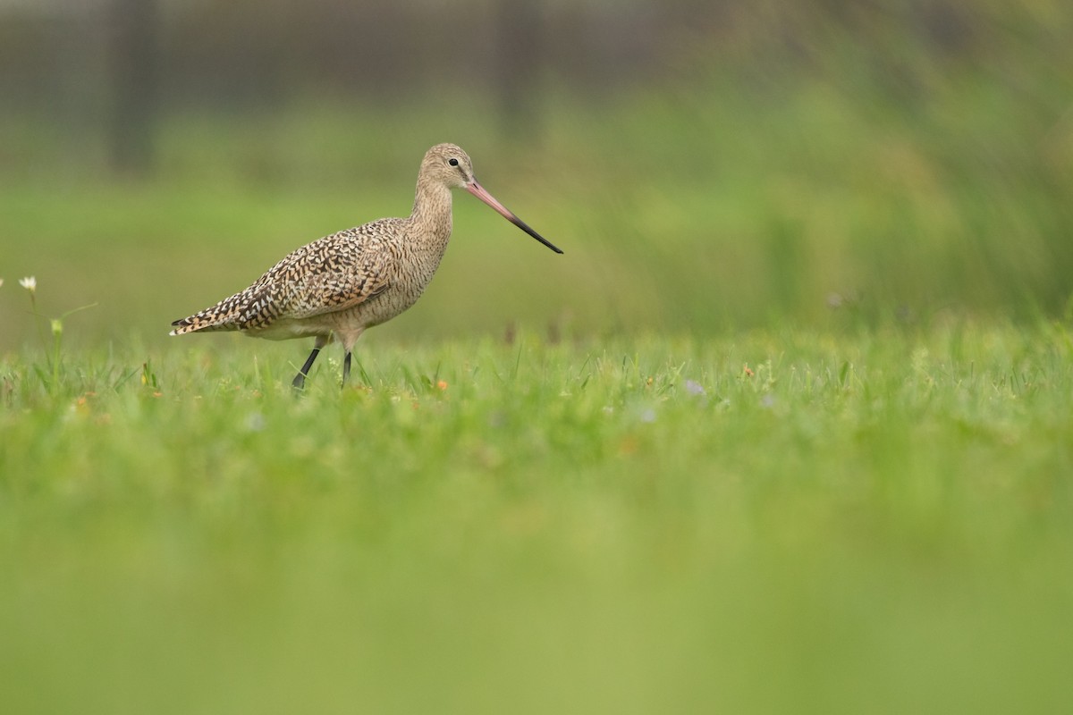 Marbled Godwit - ML633027752