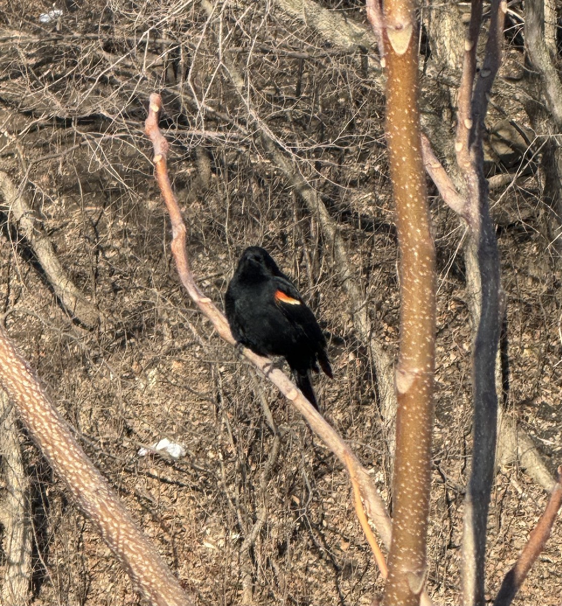 Red-winged Blackbird - ML633027754