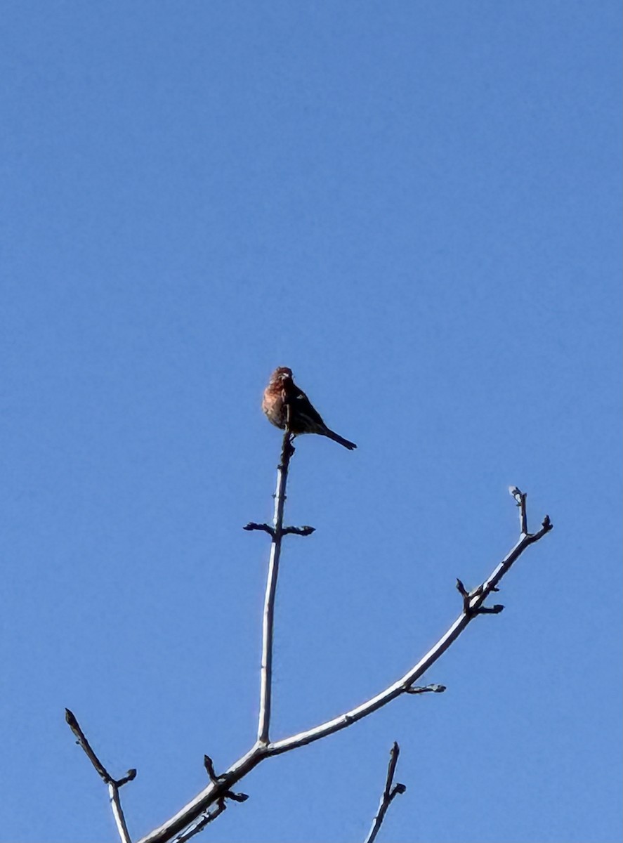 House Finch - ML633027771