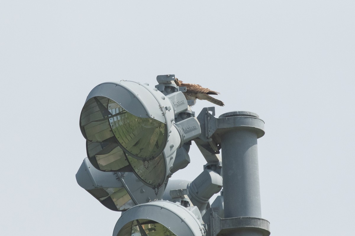 Yellow-headed Caracara - ML633027783
