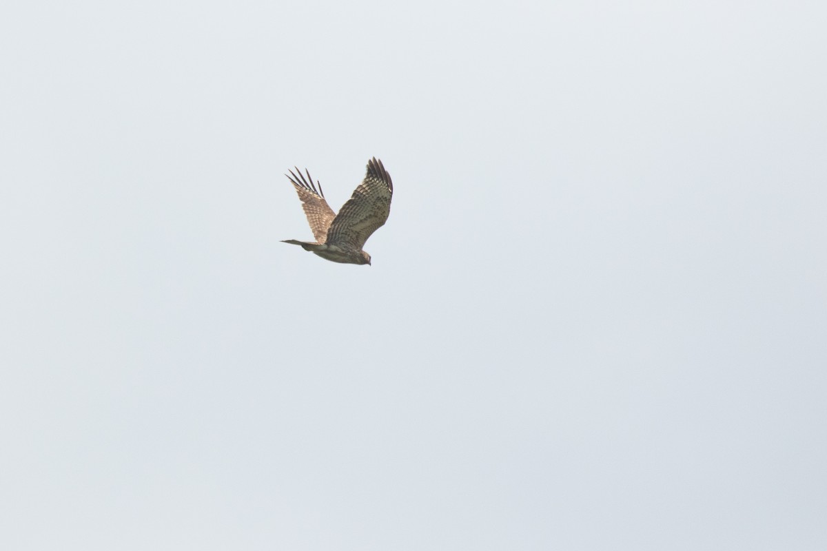 Yellow-headed Caracara - ML633027785
