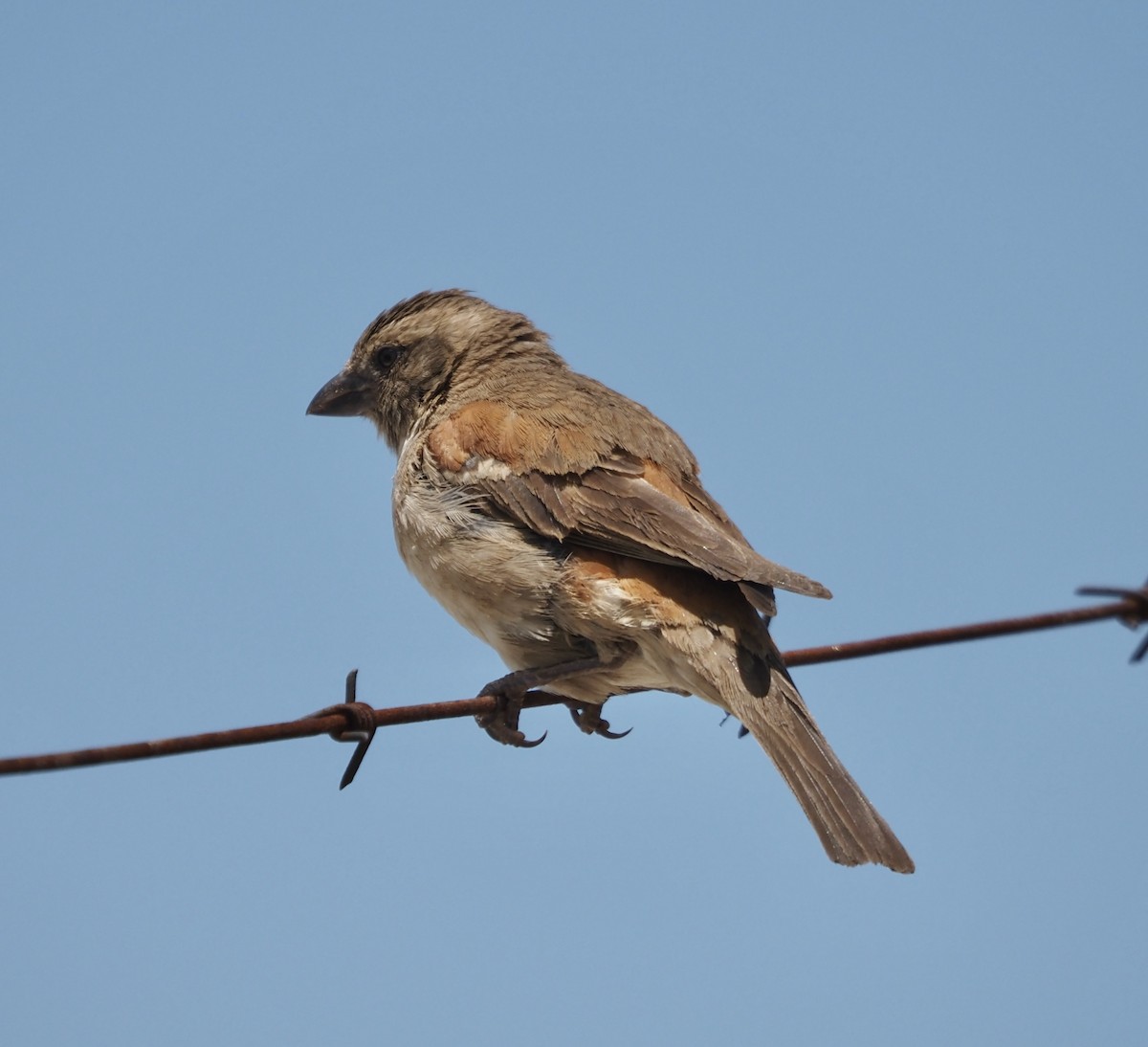 Cape Sparrow - ML633027790
