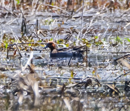 Eurasian Wigeon - ML633027945
