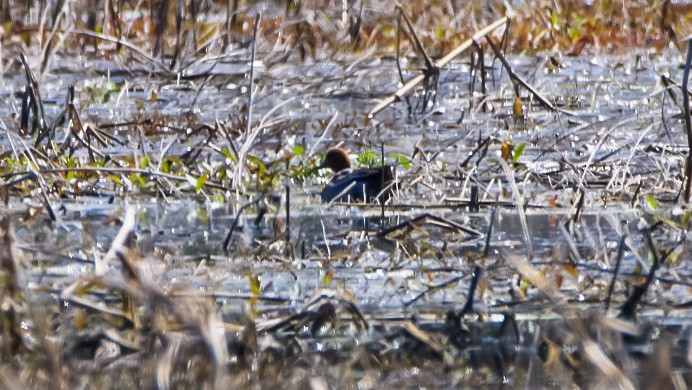 Eurasian Wigeon - ML633027952