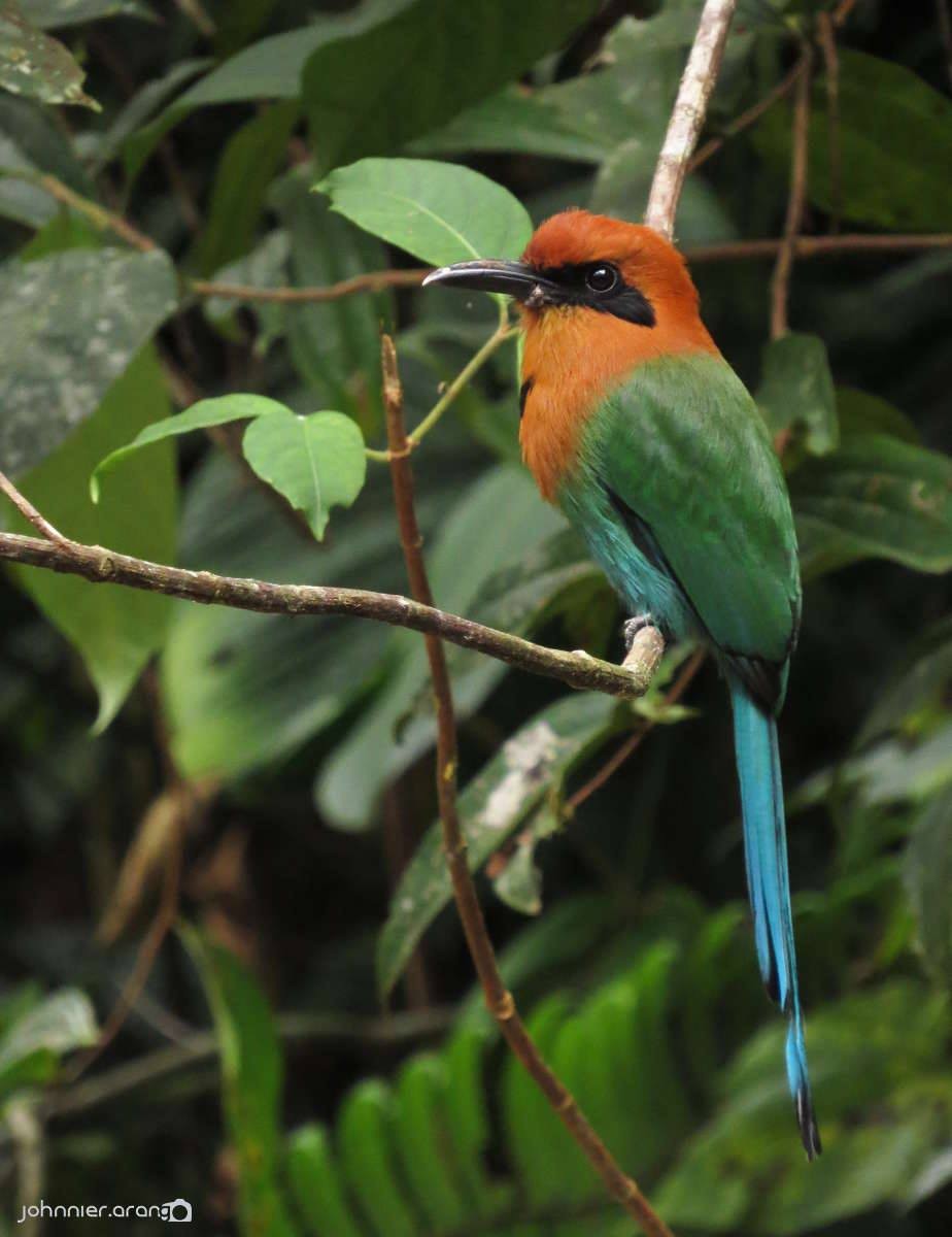 Motmot à bec large - ML63302801