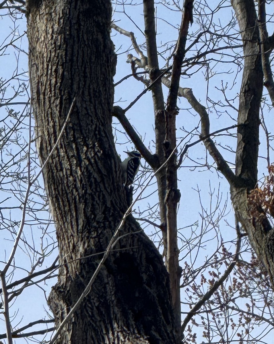 Hairy Woodpecker - ML633028014
