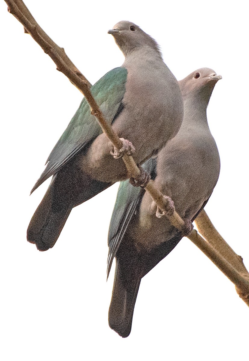 Green Imperial-Pigeon (Green) - ML633028085
