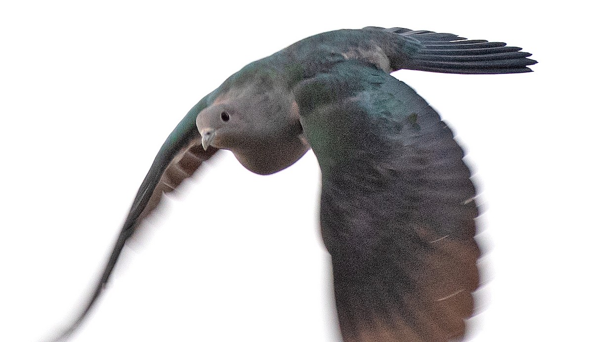 Green Imperial-Pigeon (Green) - ML633028086