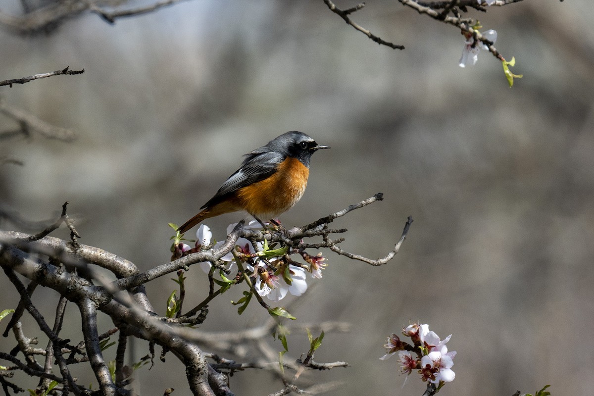Common Redstart - ML633028396