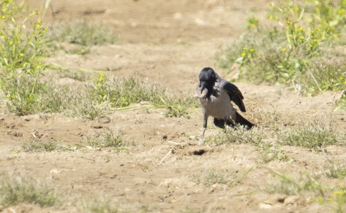 Hooded Crow - ML633028453