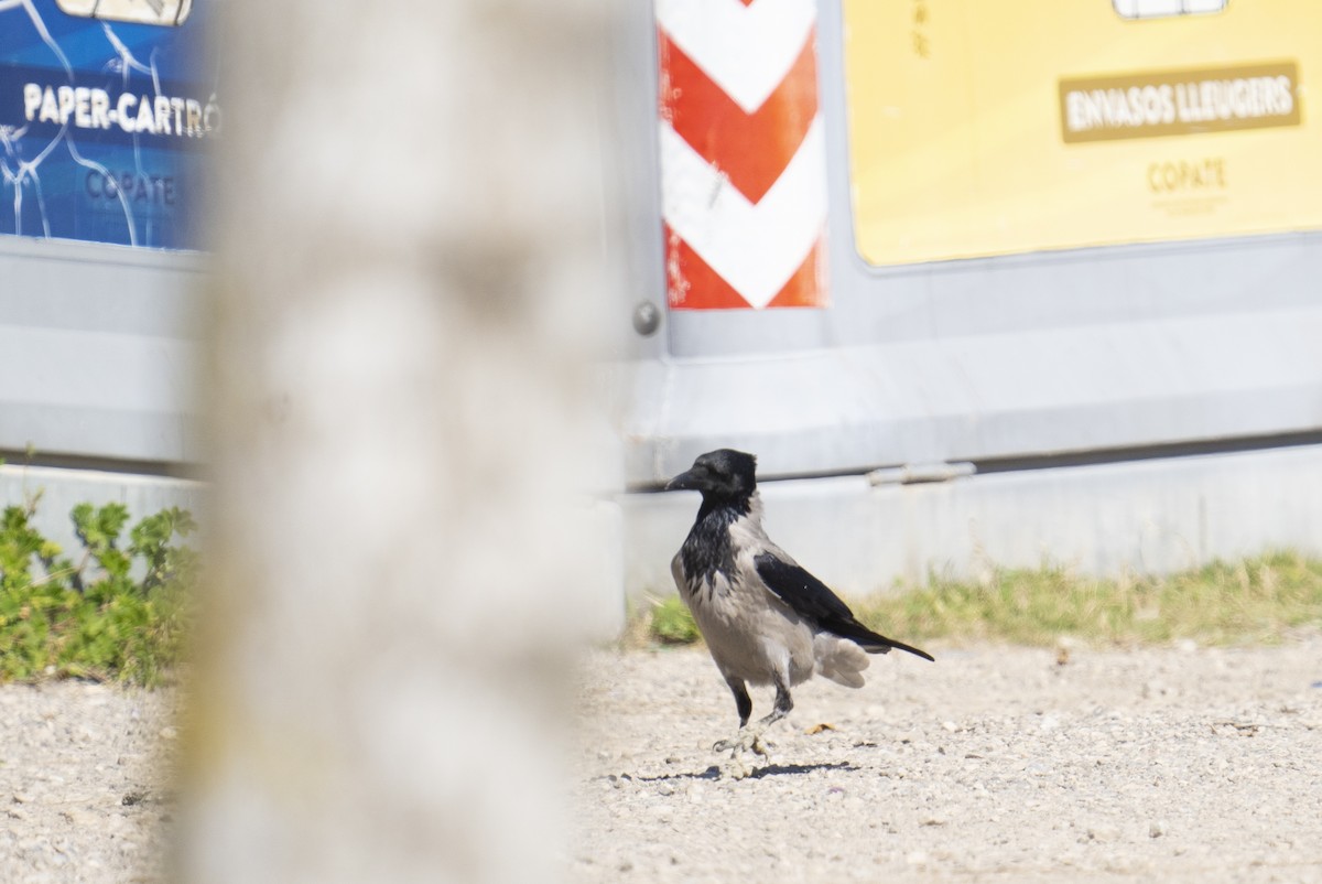 Hooded Crow - ML633028454