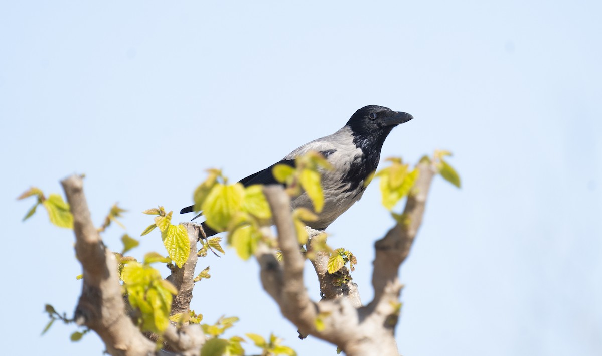 Hooded Crow - ML633028455
