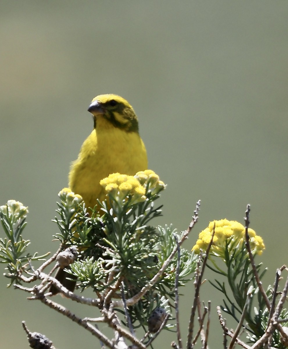Yellow Canary - ML633028486
