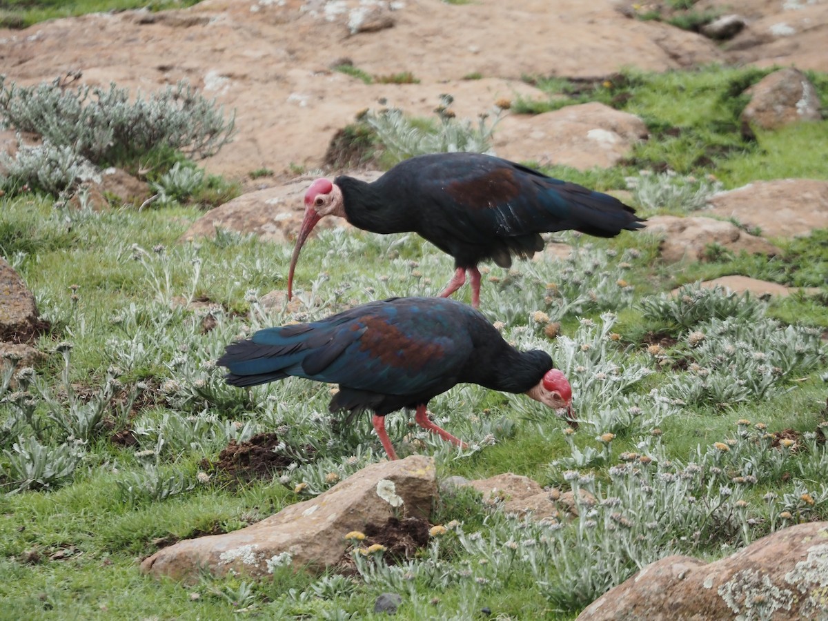 Southern Bald Ibis - ML633028564