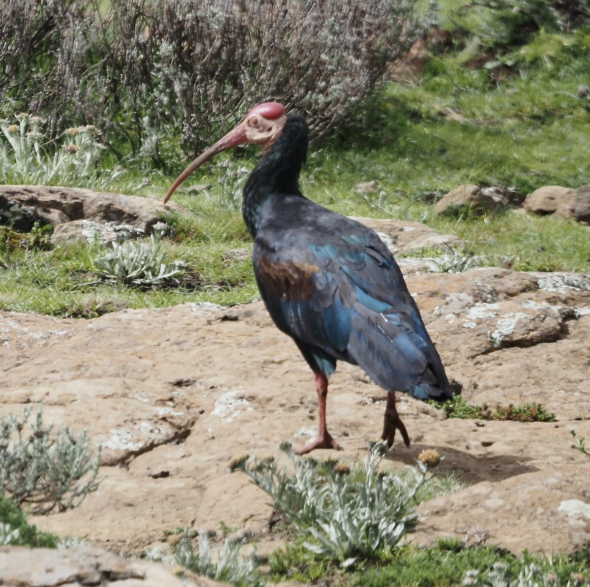 Southern Bald Ibis - ML633028587