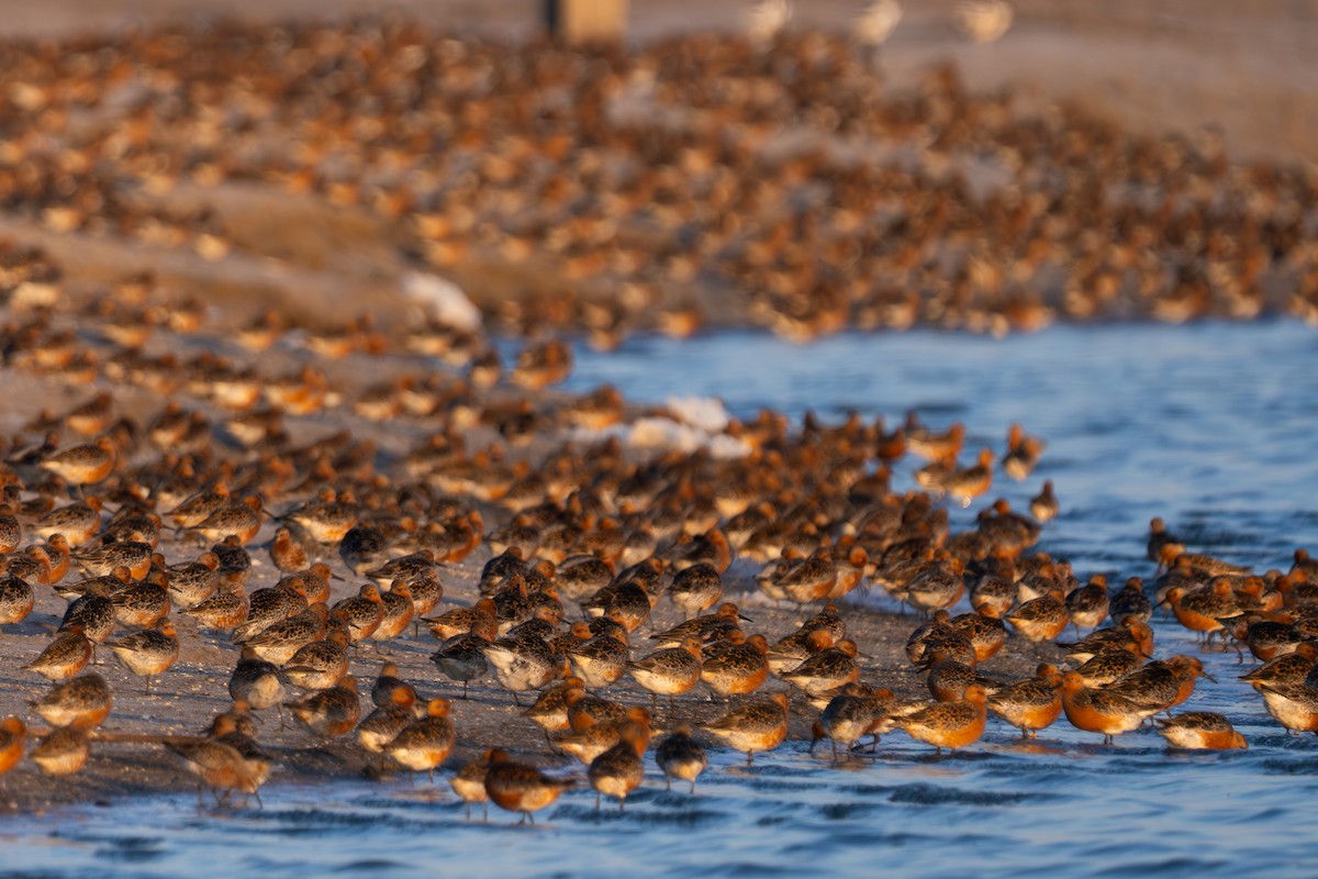 Red Knot - ML633028653