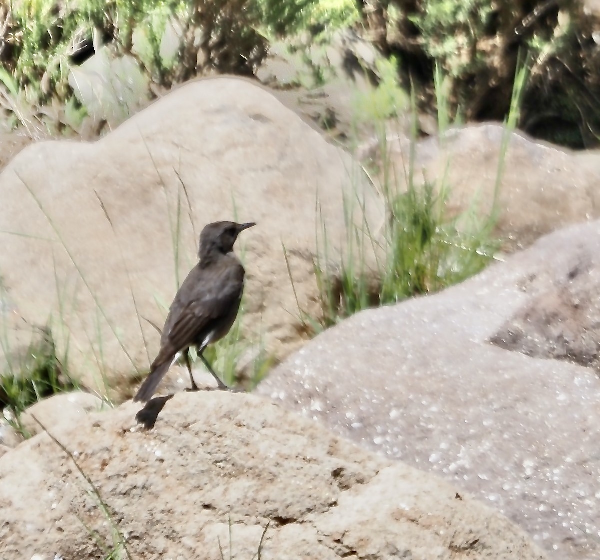 Mountain Chat - ML633028706