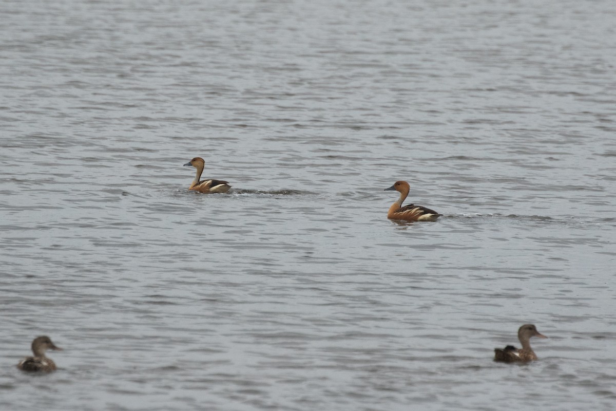Fulvous Whistling-Duck - ML633028783